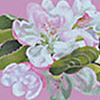 TEXT-FBR-appleblossoms