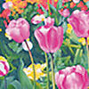 TEXT-FBR-englishtulips