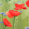 backyardpoppies