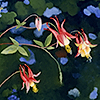 doorcocolumbine