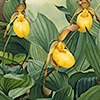 NOTEylwladyslipper