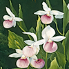 GLC-doorcoshladyslipper