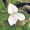 GLC-doorcotrillium