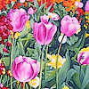 englishtulips