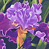 purpleiris