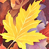 yellowleaf